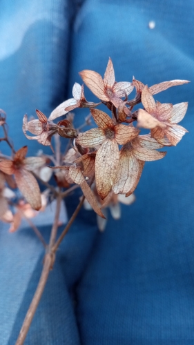 Paracarphalea kirondron
