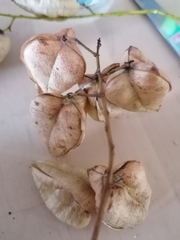 Koelreuteria paniculata