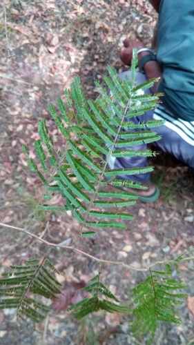 Gagnebina pterocarpa observed 2022-07-25