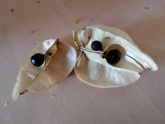 Koelreuteria paniculata