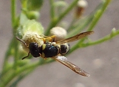 Leptochilus limbiferus