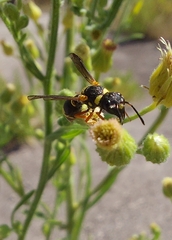 Leptochilus limbiferus