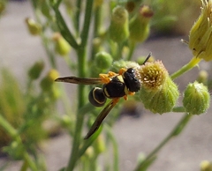 Leptochilus limbiferus
