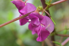 Impatiens tripetala