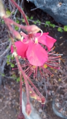 Hibiscus grandidieri