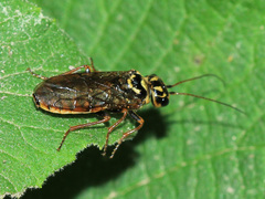 Acantholyda posticalis pinivora