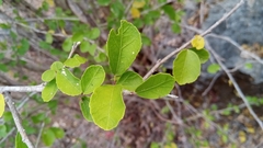 Hibiscus grandidieri