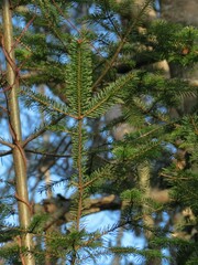 Abies nephrolepis