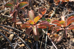 Kalanchoe sexangularis
