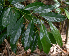Apodytes brachystylis