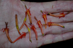 Dendrophthoe curvata