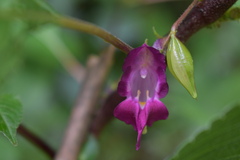 Impatiens tripetala