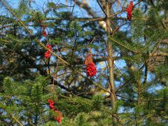 Abies nephrolepis