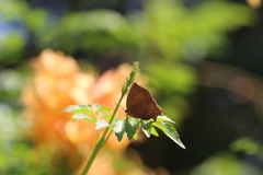 Surendra quercetorum