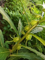 Hippobroma longiflora