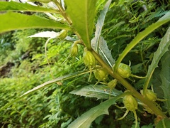 Hippobroma longiflora