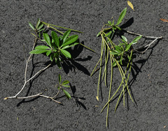 Alstonia muelleriana