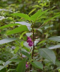 Impatiens tripetala
