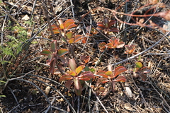 Kalanchoe sexangularis