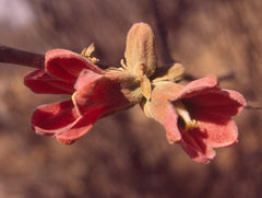 Brachychiton chillagoensis