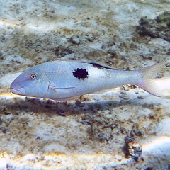 Parupeneus pleurostigma