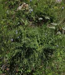 Cirsium spinosissimum