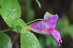 Impatiens spirifer