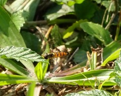 Episyrphus trisectus