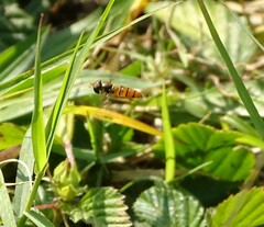 Episyrphus trisectus