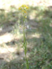 Sisymbrium austriacum