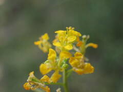 Sisymbrium austriacum