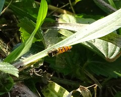 Episyrphus trisectus