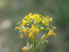 Sisymbrium austriacum