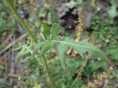 Sisymbrium austriacum
