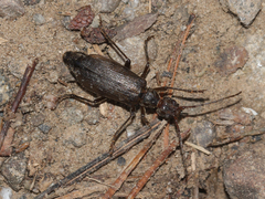 Vesperus aragonicus