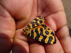 Amphicallia bellatrix