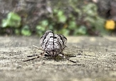 Lepidoscia heliochares