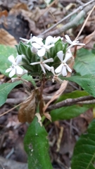 Lankesteria glandulosa