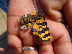 Amphicallia bellatrix