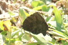 Thaduka multicaudata