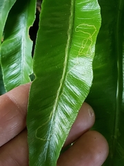 Phytomyza scolopendri