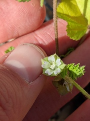 Malva parviflora