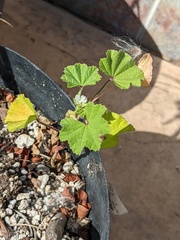 Malva parviflora