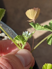 Malva parviflora