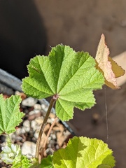 Malva parviflora