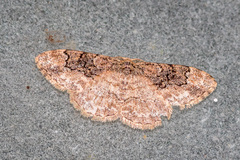 Parapholodes fuliginea