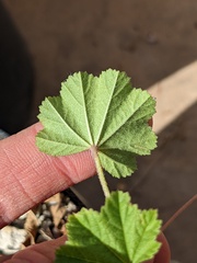 Malva parviflora