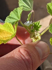 Malva parviflora