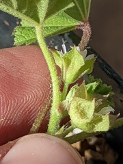 Malva parviflora