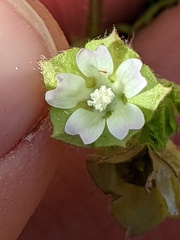 Malva parviflora